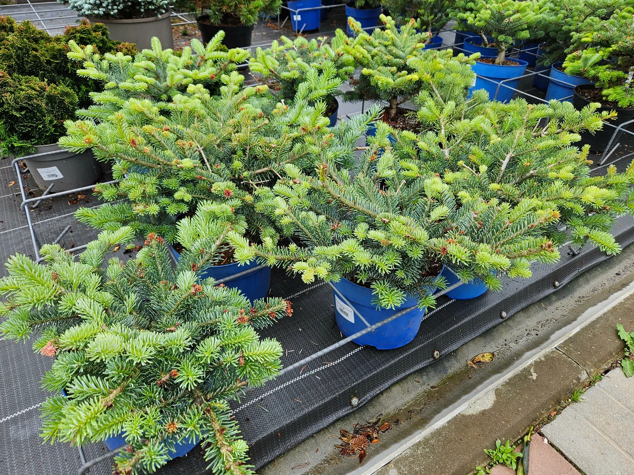 Фото питомника (архив) — nursery-1