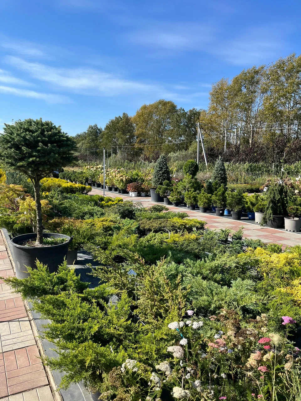 Фото питомника (архив) — nursery-3