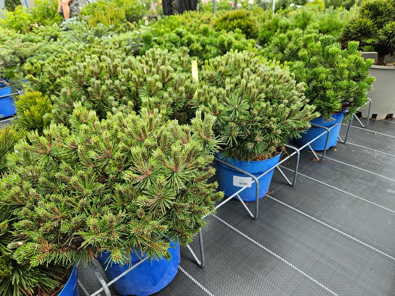 Фото питомника (архив) — nursery-4