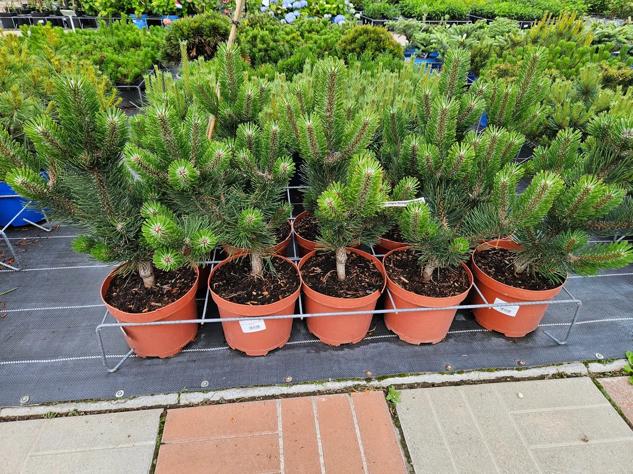 Фото питомника (архив) — nursery-5