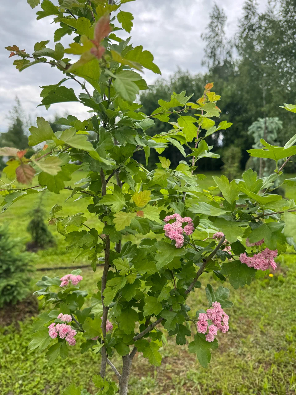 Фото питомника (архив) — nursery-6