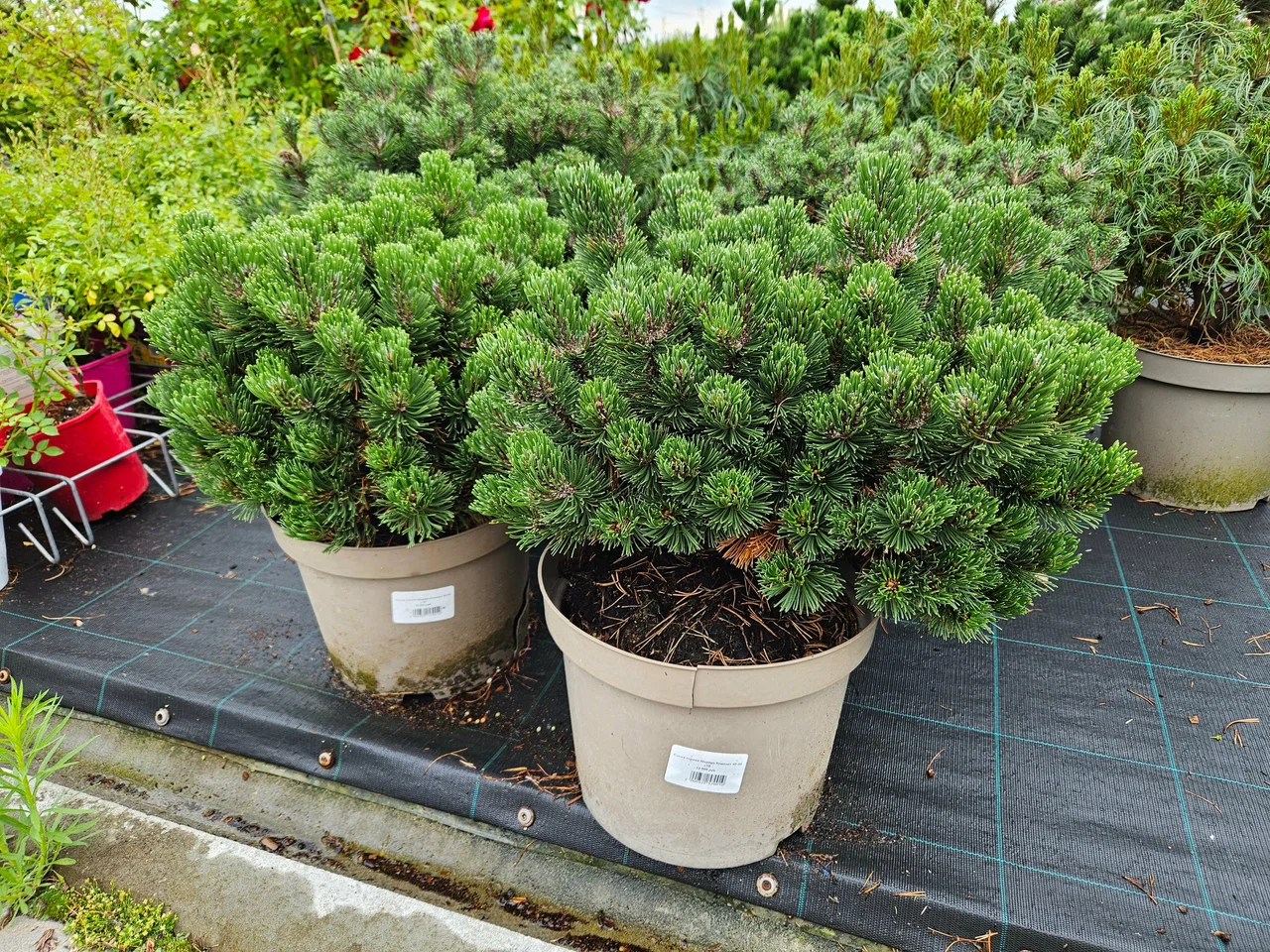 Фото питомника (архив) — nursery-8