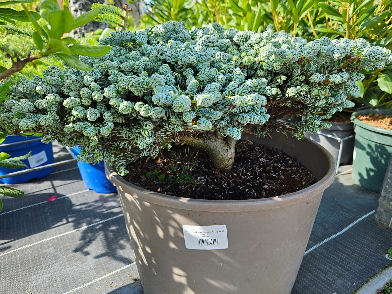 Фото питомника (архив) — nursery-9